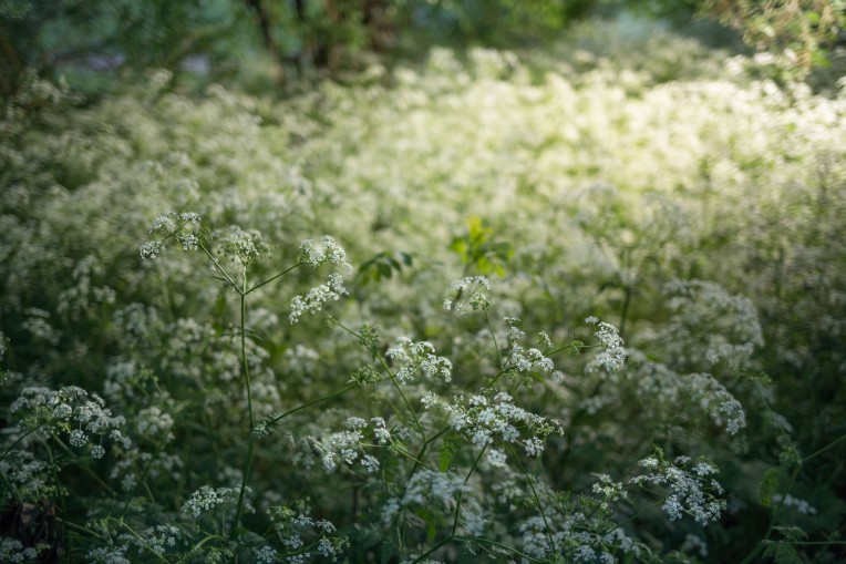 Canon 35mm f/2.0 IS - Strobist cow parsley