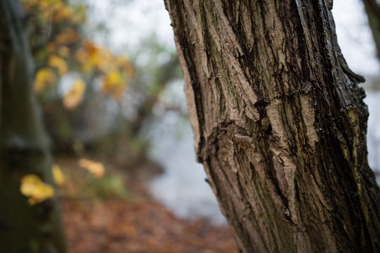 Canon 35mm f/1.4 L ii - Test shot